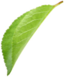 Biofruits SA logo