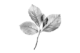 Bank CIC (Schweiz) AG logo