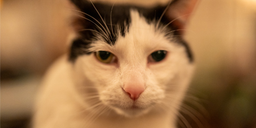 Circular Illusion logo