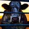 cowspiracy.com favicon