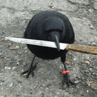crowwithknife.com favicon
