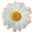 daisyfoundation.org favicon
