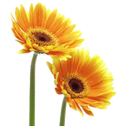 diwa.ch favicon