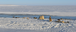 International Arctic Science Committee logo