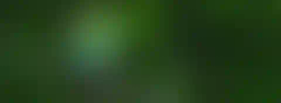 ornis-birding.com logo