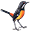 rockjumperbirding.com favicon