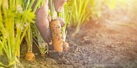 AMS Agro-Marketing Suisse logo