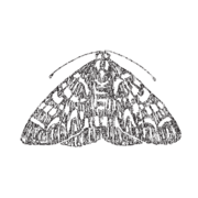 themoth.org favicon