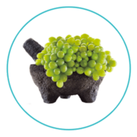 wineandfoodfest.com favicon