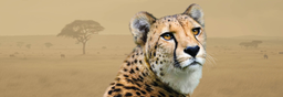 zoo-olomouc.cz logo