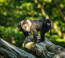 Zoologická zahrada a botanický park Ostrava, p.o. logo